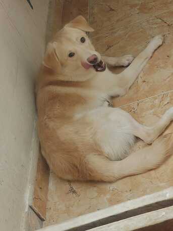 Umm Al Hamam, Pet Supplies, I Want To Give/hand Over My Lovely Pet Dog @FREE.. FOR PET LOVERS