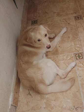 Umm Al Hamam, Pet Supplies, I Want To Give/hand Over My Lovely Pet Dog @FREE.. FOR PET LOVERS