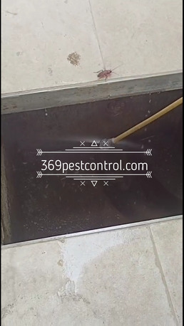 Dubai, Pest Control, Low Cost Commercial Pest Control Dubai | Office, Restaurant & Warehouse Pest Control