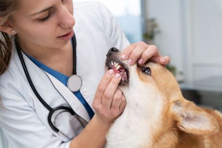 Doha, Pet Sitting, Trusted Pet Dental Care In Doha, Qatar For Healthy Smiles