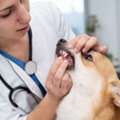 Trusted Pet Dental Care In Doha, Qatar For Healthy Smiles