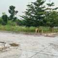 INR 14999,  165 Sq. Yard,  My Home Smart City & Statue Of Equality Nearby &ndash; Plot In Kalwakole. Contact 6305534817*