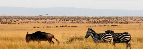 London, Travel, Wildebeest Migration Safaris