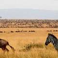 Wildebeest Migration Safaris