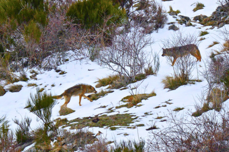 Noida, Travel, Iberian Wildlife Adventure Tour | Spain Brown Bear Tour