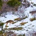 Iberian Wildlife Adventure Tour | Spain Brown Bear Tour