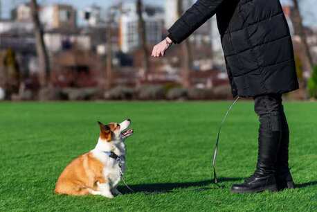 Visakhapatnam, Pet Sitting, Dog Training Service In Visakhapatnam