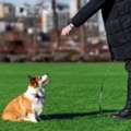 Dog Training Service In Visakhapatnam