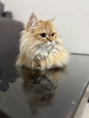 Al Badiyah, Pet Adoption, Pet Adoption Free