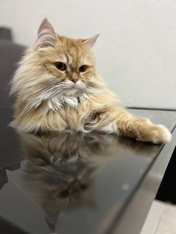 Al Badiyah, Pet Adoption, Pet Adoption Free