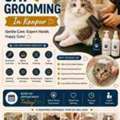 Cat Grooming In Kanpur