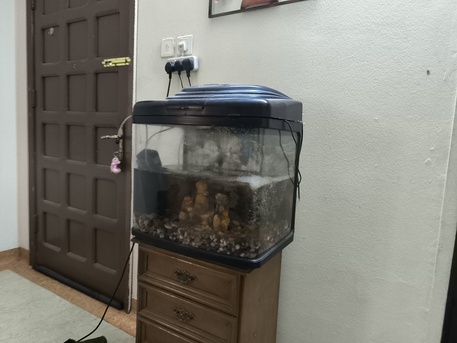 Riyadh, Pet Supplies, SAR 175,  Fish Aquarium With Fish And All Accessories