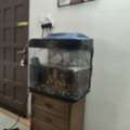 SAR 175,  Fish Aquarium With Fish And All Accessories