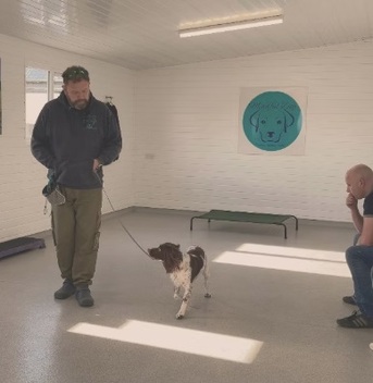 London, Pet Sitting, Comprehensive Dog Behaviour Consultation In North Wales