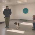 Comprehensive Dog Behaviour Consultation In North Wales