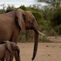 2 Days Tanzania Safari