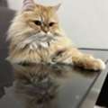Pet Adoption Persion Cat