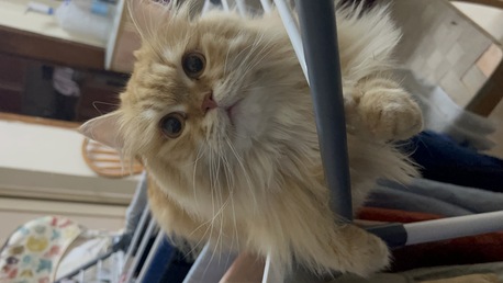 Dammam, Pet Adoption, Pet Adoption Persion Cat