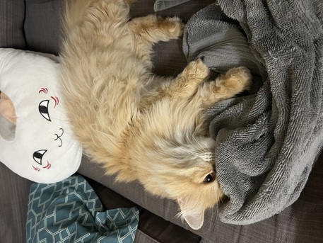 Dammam, Pet Adoption, Pet Adoption Persion Cat