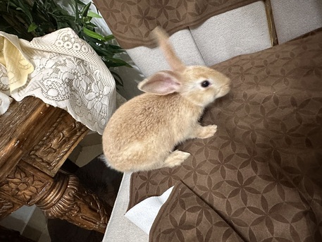 Zinj, Pet Supplies, BHD 2,  Baby Rabbit For Sale