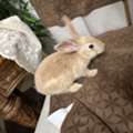 Baby Rabbit For Adoption