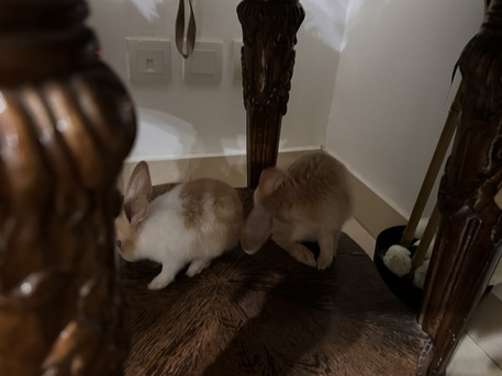 Zinj, Pet Supplies, BHD 2,  Baby Rabbit For Sale