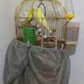 SAR 250, Bird Cage With Accessories, Pair Of Budgies Included
