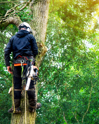 New York, Creative, Affordable Tree Service For Homes And Businesses