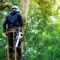 Affordable Tree Service For Homes And Businesses