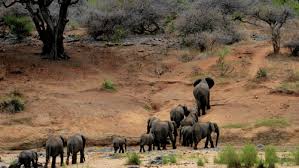 Ahmedabad, Travel, Best Time To Visit Gir Safari &ndash; Plan Your Perfect Wildlife Trip
