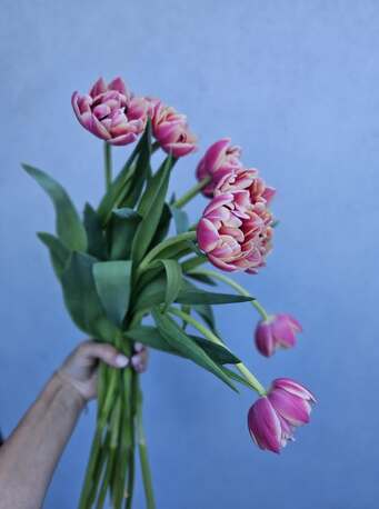 Sydney, Florist, Same Day Flower Delivery | Fresh Flowers Delivered Today