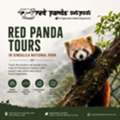 Red Panda Tours In Singalila National Park