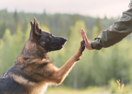 New York, Pet Sitting, Best Dog Trainer In San Antonio TX