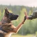 Best Dog Trainer In San Antonio TX