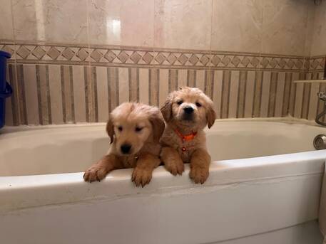 Al Rakah Al Janubiyah, Pet Supplies, SAR 4500,  Golden Retriever Puppies -Ready Now In Al Khobar ! Dammam