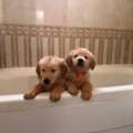 SAR 4500, Golden Retriever Puppies -Ready Now In Al Khobar ! Dammam