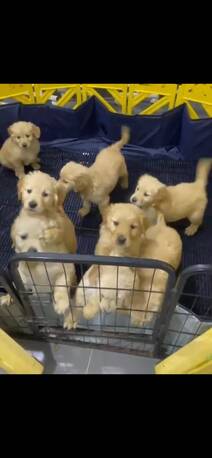 Al Rakah Al Janubiyah, Pet Supplies, SAR 4500,  Golden Retriever Puppies -Ready Now In Al Khobar ! Dammam