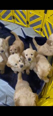 Al Rakah Al Janubiyah, Pet Supplies, SAR 4500,  Golden Retriever Puppies -Ready Now In Al Khobar ! Dammam