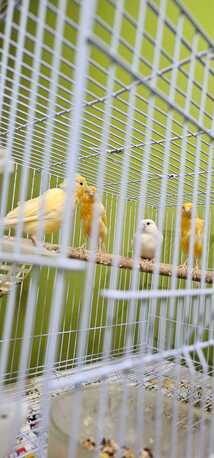 Riyadh, Pet Supplies, SAR 12345,  Birds For Sale (with Cage)