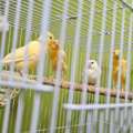 SAR 12345,  Birds For Sale (with Cage)