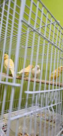 Riyadh, Pet Supplies, SAR 12345,  Birds For Sale (with Cage)
