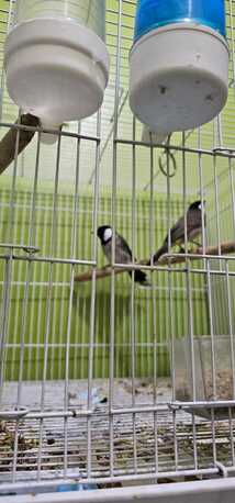 Riyadh, Pet Supplies, SAR 12345,  Birds For Sale (with Cage)