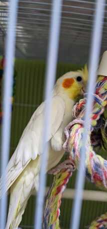 Riyadh, Pet Supplies, SAR 12345,  Birds For Sale (with Cage)