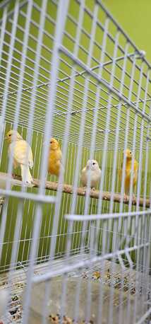 Riyadh, Pet Supplies, SAR 12345,  Birds For Sale (with Cage)