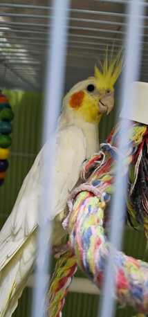 Riyadh, Pet Supplies, SAR 12345,  Birds For Sale (with Cage)
