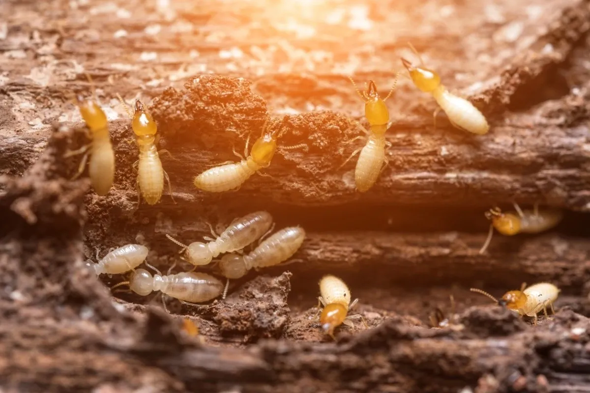 Singapore, Pest Control, Termite Removal Singapore