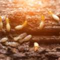 Termite Removal Singapore