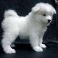 Illinois's Trusted Source For Samoyed Puppies
