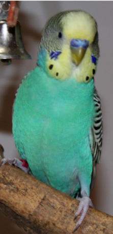 Riyadh, Pet Supplies, SAR 60,  Male Only