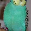 SAR 60,  Male Only